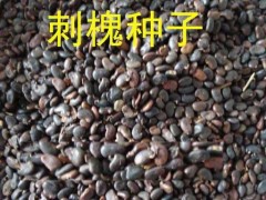 刺槐种子图2
