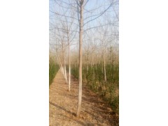 柳树、香花槐、五色槐、金叶榆、李波种植农民专业合作社图2