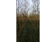 宁夏国槐价格@吴忠市利通区李波种植农民专业合作社，国槐小苗图1