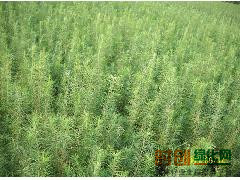 落叶松-落叶松价格_落叶松信息【落叶松】--落叶松-宁夏固原四季青苗圃图1