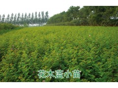 花木蓝小苗图1