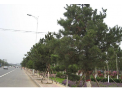 造型油松培育繁殖基地—山东省莱芜市琪然苗木公司－造型油松价格图1