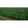 油 松：高H3-7米 平头油松；辽宁油松种苗基地@油松小苗，油松基地