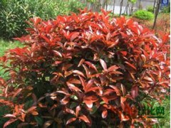 合肥红叶石楠，0.3米0.8元，0.6米6元，0.8米12元，1米20元图1