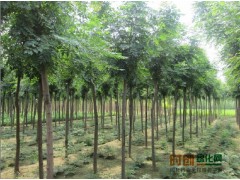 北栾小苗,北栾小苗价格,北栾小苗行情 - 北栾小苗基地，济宁绿洲苗木专业合作社图1