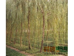 金丝垂蜡2-5公分一次处理打包哟；电话：15753711234图1