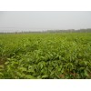 大红袍花椒苗，品种核桃苗，药用连翘苗（300万）山西苗木种苗合作社