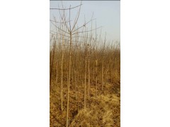 求购胸径十一公分的丝棉木，分支点统一，半冠土球，500棵，图1