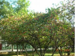 供应批发优质灌木金银木/金银忍冬 绿化苗木花卉 包成活 价格图1