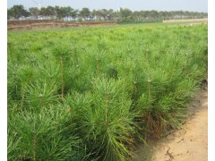 现苗预订— 樟子松树苗价格 樟子松苗木基地 樟子松栽培种植技术图1