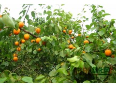 杏树（3—7cm）,杏树价格，杏树基地，上河湾延龙农民合作社图1