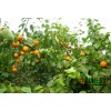 杏树（3—7cm）,杏树价格，杏树基地，上河湾延龙农民合作社