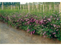 花木蓝_花木蓝的养殖方法/花木蓝的养护知识图1