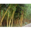 安吉吉利苗圃竹类、水生类、草本类、地被类、绿化苗木出售