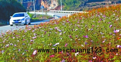 公路边呈现花卉景观