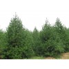 常年批发一级松树 油松 景松 迎客松 造型优美 山东省莱芜市琪然苗木公司