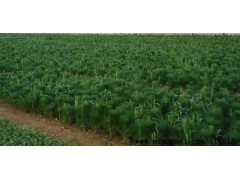 供应造型油松 自销造型油松 基地批发各种规格平顶松,山东省莱芜市琪然苗木公司图1
