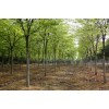 供应榉树 米径15公分 朴树 绿化工程榉树