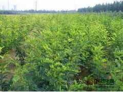 大量供应50公分-1.5公分刺槐，城固县鑫盟苗木专业合作社图1