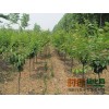 樱花苗 8-10公分樱花树.潍坊千千禾苗木有限公司