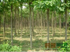 3-16公分的楸树苗500万株，淮阳县克祥种植专业合作社图1
