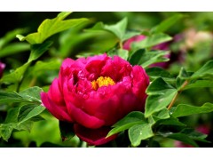 批发精品牡丹花苗 白雪塔 盆栽花卉 5-7年苗 洛阳 菏泽 芍药花苗图1
