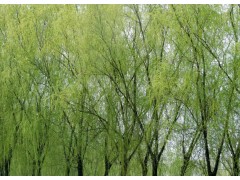 老垂柳16-20公分300棵、22-35公分300棵；天津春运发园林图1