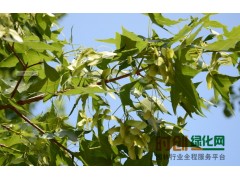 丛生五角枫4-7公分（五分枝以上）500丛，树形优美；天津春运发园林图1