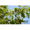 丛生五角枫4-7公分（五分枝以上）500丛，树形优美；天津春运发园林