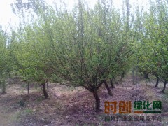 榆叶梅5-13、1000棵；法桐6-30、5000棵；天津春运发园林图1