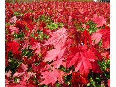 大量供应美国红枫红点　红枫秋火焰　1.5-2.0米高.青岛兴旺苗木场图1