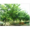 长期供应鸡爪槭 绿化小苗 行道树 鸡爪枫 规格全5 8-10公分