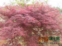 实物拍摄羽毛枫树 羽毛枫树苗 羽毛枫小苗 实物拍摄嫁接苗图1