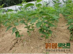出售6公分樱花 规格多 嫁接樱花苗 日本樱花图1