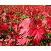 苗圃直销美国红枫　1.5-2.0米高红点红枫　美国红枫秋