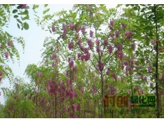 供应工程苗木紫穗槐树苗 出售 紫穗槐 自产自销 规格齐全 紫穗槐小苗图1