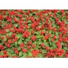 一串红 矮串红园林景观花序修长花卉 色红鲜艳 花期长