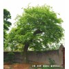 萧氏园林绿化公司直销优质朴树树苗 朴树规格 5-25公分  包上车