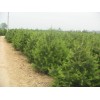 苗圃直销华山松 工程绿化松树苗 高度15公分- 6米华山松
