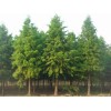 供应落羽杉，墨西哥落羽杉5-8cm，落羽杉8-10cm--绿化苗木!