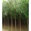 大量供应白榆 榆树 家榆 山榆树 4-20公分 鸡西市林业局兰岭苗圃