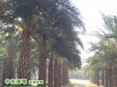 银海枣｜中东海枣13656056036