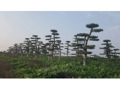 对节白蜡价格实惠，对节白蜡百亩基地，鄂州锦然绿化工程有限公司图1