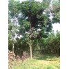 供应苦楝树乔木 胸径1-25cm 规格齐全 行道树 量大价格优惠