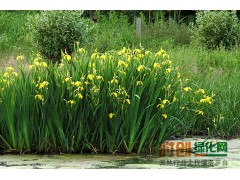 批发鸢尾 黄菖蒲 黄花鸢尾 湿地绿化 水生陆地均可栽植 量大图1