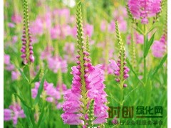 假龙头（白、粉）；假龙头 东北宿根花卉 假龙头批发 假龙头图片图1