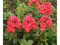 丛生福禄考50万 自产自销 丛生福禄考种子 丛生福禄考种植技术图1
