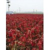 红枫基地，30万棵红枫急售，纯正美国红枫种源，纯正品种