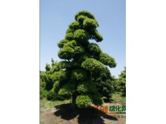 五针松、罗汉松、金钱松、湿地松、奉化市溪口农友花木场图1