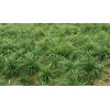 专供崂峪苔草，基地培育的崂峪苔草，价格优惠